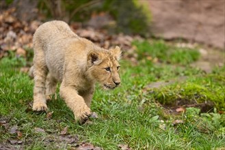 Asiatic lion (Panthera leo persica) cub standing in the green grass, captive, habitat in India