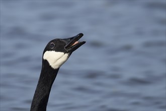 Canada goose (Branta canadensis) adult bird calling on a lake, England, United Kingdom, Europe