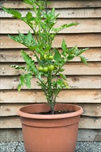 Tomato (Solanum lycopersicum), growing in a pot on a terrace, Velbert, North Rhine-Westphalia,