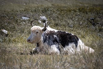 Yak lying in the meadow, Kyrgyzstan, Asia