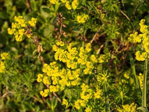 Cypress Spurge (Euphorbia cyparissias), Leoben, Styria, Austria, Europe