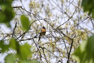 Common redstart (Phoenicurus phoenicurus), spring, Germany, Europe