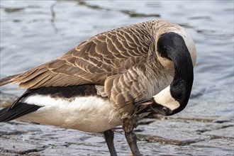 A Canada goose (Branta canadensis) preens its plumage, bank of the Main, Offenbach am Main, Hesse,
