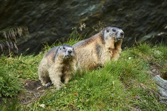 Alpine marmots (Marmota marmota) on a meadow in summer, Grossglockner, High Tauern National Park,