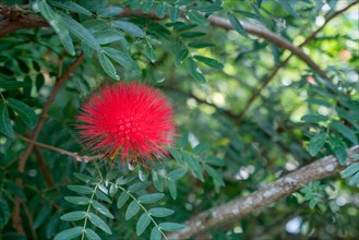 Image of red Mimosa Pudica in tropical garden. Thailand