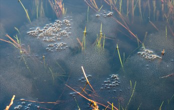 Frog spawn of the Common frog (Rana temporaria), amphibian of the year 2018, several large, fresh