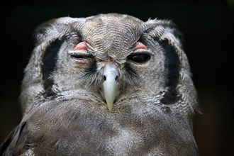 Verreaux's eagle-owl (Bubo lacteus), adult Portrait, captive