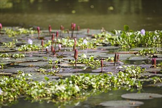 Nymphaea pubescens or hairy water lily or pink water lily, Backwaters, Kerala, India, Asia