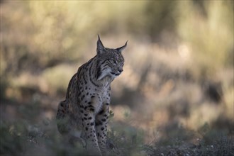 Iberian lynx male, Iberian lynx (Lynx pardinus), Extremadura, Castilla La Mancha, Spain, Europe