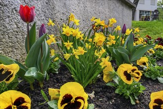 Pansies (Viola x wittrockiana), Tulips (Tulipa), and daffodils (Narcissus), Allgaeu, Swabia,