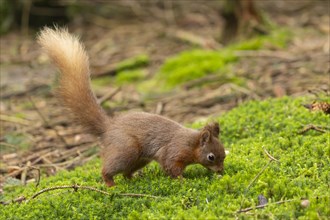 Red squirrel (Sciurus vulgaris) adult animal searching for food on a moss covered tree stump,
