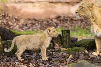 Asiatic lion (Panthera leo persica) lioness and cub at a waterhole, captive, habitat in India