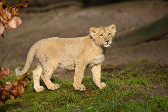 Asiatic lion (Panthera leo persica) cub standing in the green grass, captive, habitat in India