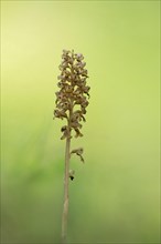 Bird's-nest orchid (Bird's-nest orchid nidus-avis), inflorescence with light reflections of the sun