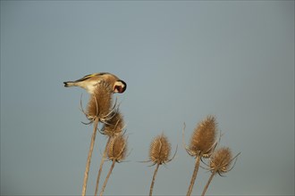 European goldfinch (Carduelis carduelis) adult bird feeding on a Teasel (Dipsacus fullonum)