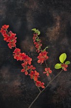 Flowering Japanese quince branch (Chaenomeles japonica) on a dark background, Bavaria, Germany,