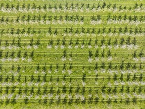 Aerial view, top down view of an apple orchard in full bloom, district of Constance,