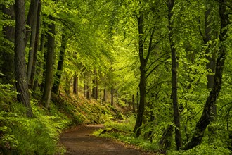 A forest path in a mixed forest with deciduous trees, including many Beech trees, and conifers in