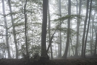 Forest on a slope in the fog in autumn. Mixed forest with many Beech trees. Neckargemuend, Kleiner