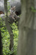 Eurasian lynx (Lynx lynx), captive), coordination enclosure Huetscheroda, Thuringia, Germany,