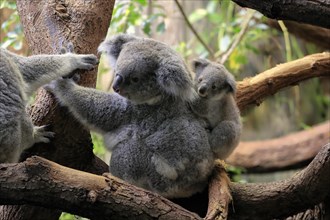 Koala (Phascolarctos cinereus), adult with young animal on back, on tree, alert, captive,