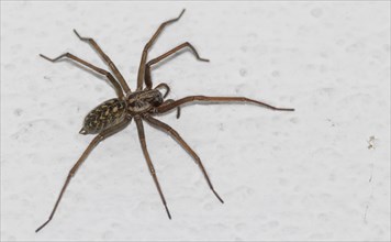 Charcoal spider (Tegenaria ferruginea), house spider