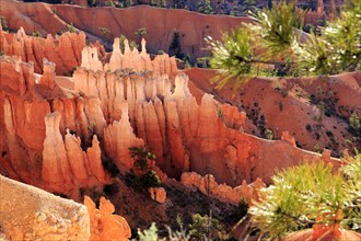 Pine trees frame the view of gently eroded rock faces bathed in light and shadow, Bryce Canyon