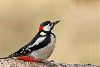 Great spotted woodpecker (Dendrocopos major) male sitting on the trunk of a fallen Birch, Animals,