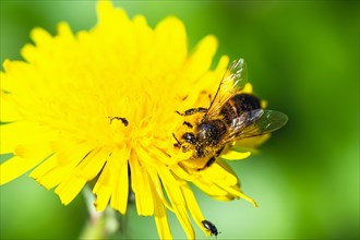 European Honey Bee, Apis mellifera, bee on yellow flowers of Common Sowthistle, Sonchus arvensis