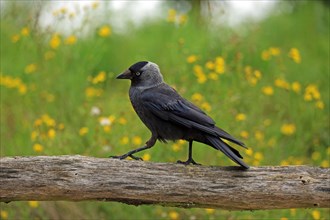 Western jackdaw (Corvus monedula)