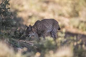 Iberian lynx young animal, Iberian lynx (Lynx pardinus), Extremadura, Castilla La Mancha, Spain,