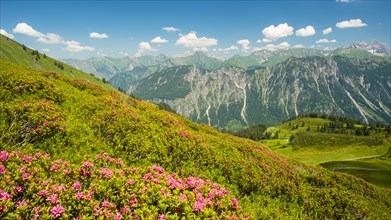 Alpine rose blossom, panorama from Fellhorn, behind it the Allgaeu Alps, Allgaeu, Bavaria, Germany,