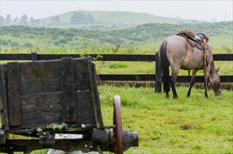 Beautiful horse in native field on rainy day, Cambara do sul, Rio Grande do sul, Brazil, South