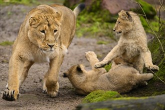 Asiatic lion (Panthera leo persica) lioness with her cubs, captive, habitat in India