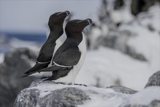 Razorbill (Alca torda), pair, in the snow, Hornoya, Hornoya, Varangerfjord, Finmark, Northern