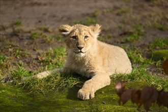 Asiatic lion (Panthera leo persica) cub lying in the green grass, captive, habitat in India