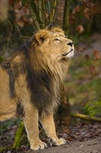 Asiatic lion (Panthera leo persica) male standing in a forest, captive, habitat in India