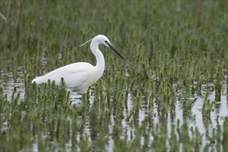 Little egret (Egretta garzetta) adult bird in a lake, England, United Kingdom, Europe