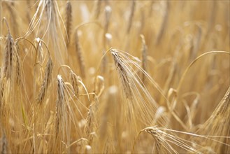 Detailed view of ripe barley ears on a cornfield, Cologne, North Rhine-Westphalia, Germany, Europe