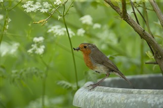 European robin (Erithacus rubecula) adult bird with insects in its beak on a garden plant pot,