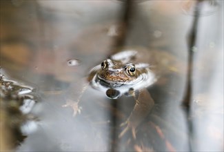 Common frog (Rana temporaria) swimming in a shallow bank area of a pond, amphibian of the year