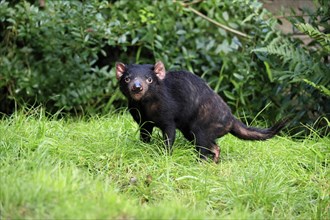 Tasmanian devil (Sarcophilus harrisii), adult, vigilant, running, captive, Tasmania, Australia,
