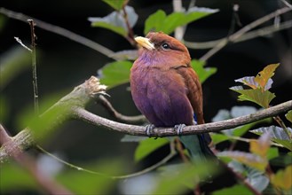 Broad-billed roller (Eurystomus glaucurus), adult, on tree, vigilant, captive