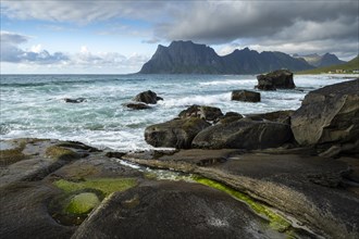 Seascape on the beach at Uttakleiv (Utakleiv), with rocks and green algae in the foreground. Mount