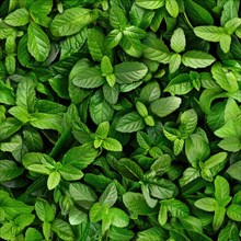 Seamless background of fresh mint leaves AI generated
