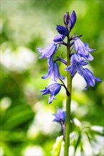 Bluebell, Hyacinthoides non-scripta in forest at spring time
