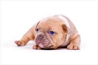 Very young red fawn colored French Bulldog dog puppy on white background