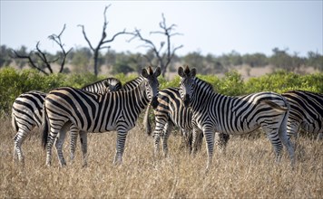Plains zebras (Equus quagga), group in high grass, Kruger National Park, South Africa, Africa