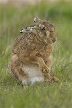 European brown hare (Lepus europaeus) adult animal stretching its front legs in a grass field,