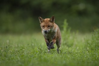 Red fox (Vulpes vulpes) adult animal running in grassland, Essex, England, United Kingdom, Europe